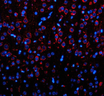 Immunofluorescent staining of OPN3 using anti-OPN3 antibody. OPN3 was detected in a paraffin-embedded section of mouse brain tissue. Heat mediated antigen retrieval was performed in EDTA buffer (pH 8.0, epitope retrieval solution). The tissue section was blocked with 10% goat serum. The tissue section was then incubated with 5 ug/ml rabbit anti-OPN3 antibody overnight at 4oC. Cy3 Conjugated Goat Anti-Rabbit IgG was used as secondary antibody at 1:500 dilution and incubated for 30 min at 37oC.