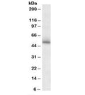 Western blot testing of mouse brain lysate with GABRG2 antibody at 2ug/ml. Predicted molecular weight: ~55kDa.