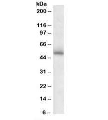 Western blot testing of mouse brain lysate with GABRG2 antibody at 2ug/ml. Predicted molecular weight: ~55kDa.