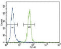 FYN antibody flow cytometric analysis of HeLa cells (right histogram) compared to a negative control (left histogram). FITC-conjugated goat-anti-rabbit secondary Ab was used for the analysis.