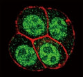 Confocal immunofluorescent analysis of phospho-SMAD2 antibody with HeLa cells followed by Alexa Fluor 488-conjugated goat anti-rabbit lgG (green). Actin filaments have been labeled with Alexa Fluor 555 Phalloidin (red).