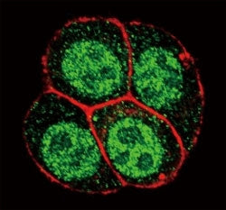 Confocal immunofluorescent analysis of phospho-SMAD2 antibody with HeLa cells followed by Alexa Fluor 488-conjugated goat anti-rabbit lgG (green). Actin filaments have been labeled with Alexa Fluor 555 Phalloidin (red).