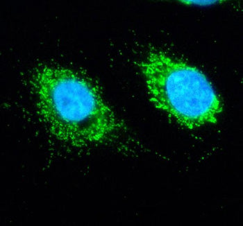Immunofluorescent staining of SLIRP using anti-SLIRP antibody (green). SLIRP was detected in an immunocytochemical section of cells. Enzyme antigen retrieval was performed using IHC enzyme antigen retrieval reagent for 15 mins. The cells were blocked with 10% goat serum. And then incubated with 5 ug/ml rabbit anti-SLIRP antibody overnight at 4oC. DyLight 488 Conjugated Goat Anti-Rabbit IgG was used as secondary antibody at 1:500 dilution and incubated for 30 min at 37oC.