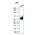 Western blot testing of human HeLa cell lysate with recombinant Carbonic Anhydrase IX antibody. Predicted molecular weight: 50-55 kDa but may be observed at higher molecular weights due to glycosylation.