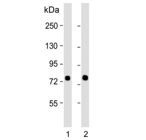 Western blot testing of human 1) HeLa and 2) K562 cell lysate with SRP72 antibody. Predicted molecular weight: 68-75 kDa.