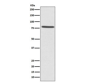 Western blot testing of human HeLa cell lysate with Ezrin antibody. Expected molecular weight: 70-80 kDa.