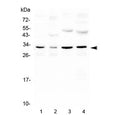 Western blot testing of 1) mouse kidney, 2) mouse brain, 3) rat kidney and 4) rat brain with Aquaporin 3 antibody at 0.5ug/ml. Predicted molecular weight ~32 kDa.