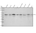 Western blot analysis of Phospho-RIP3 (S232) using anti-Phospho-RIP3 (pS232) antibody. Lane 1: rat spleen tissue lysates, Lane 2: rat liver tissue lysates, Lane 3: rat heart tissue lysates, Lane 4: rat L6 whole cell lysates, Lane 5: mouse spleen tissue lysates, Lane 6: mouse liver tissue lysates, Lane 7: mouse heart tissue lysates, Lane 8: mouse L929 whole cell lysates. After electrophoresis, proteins were transferred to a nitrocellulose membrane at 150 mA for 50-90 min.