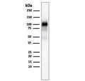 Western blot testing of human pancreas lysate with GP2 antibody (clone GP2/1803).