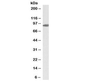 Western blot testing of human heart lysate with biotinylated Aconitase 2 antibody at 0.01ug/ml. Predicted molecular weight: ~85kDa.
