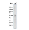 Western blot testing of human PC-3 cell lysate with recombinant ODC1 antibody. Predicted molecular weight ~51 kDa.