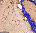Immunohistochemical analysis of Etf1a/b protein using Zebrafish Etf1 antibody and paraffin-embedded zebrafish brain tissue. HIER: boil tissue sections in pH8 EDTA for 20 min and allow to cool before testing.