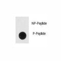 Dot blot analysis of phospho-NSE antibody. 50ng of phos-peptide or nonphos-peptide per dot were spotted.