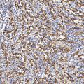 IHC staining of FFPE human spleen tissue with TP53I13 antibody. HIER: boil tissue sections in pH8 EDTA for 20 min and allow to cool before testing.