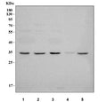 Western blot testing of 1) human 293T, 2) human ThP-1, 3) human K532, 4) rat testis and 5) mouse testis tissue lysate with NUP42 antibody. Predicted molecular weight ~36 kDa.