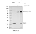 Immunoprecipitation of SRP14 protein from 500ug of human PC-3 whole cell lysate with 2ug of SRP14 antibody.