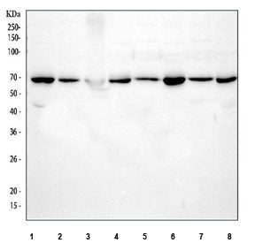 Western blot testing of 1) human SiHa, 2) human HeLa, 3) human RT4, 4) human A549, 5) rat brain, 6) rat PC-12, 7) mouse brain and 8) mouse NIH 3T3 cell lysate with AMPK alpha 1 antibody. Predicted molecular weight ~63 kDa.