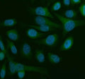 Immunofluorescent staining of FFPE human HeLa cells with Beclin 1 antibody (green) and DAPI nuclear stain (blue). HIER: steam section in pH6 citrate buffer for 20 min.