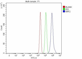 Flow Cytometry analysis of human RT4 cells using anti-NRF2 antibody. Overlay histogram showing RT4 cells stained with (Blue line). To facilitate intracellular staining, cells were fixed with 4% paraformaldehyde and permeabilized with permeabilization buffer. The cells were blocked with 10% normal goat serum. And then incubated with rabbit anti-NRF2 antibody (1 ug/million cells) for 30 min at 20oC.