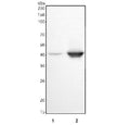 Western blot testing of human 1) HeLa and 2) RT4 cell lysate with c-Fos antibody. Expected molecular weight ~40 kDa, but may be observed at higher molecular weights due to phosphorylation.