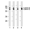 Western blot testing of Lamin A/C antibody at 1:4000: Lane 1) human HeLa, 2) rat C6, 3) mouse L929 and 4) mouse NIH3T3 cell lysate. Predicted molecular weight ~74 & 65 kDa.