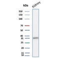 Western blot testing of human kidney tissue lysate with recombinant Napsin A antibody. Expected molecular weight: 38-45 kDa.