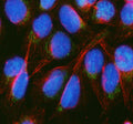 Immunofluorescent staining of BCKDH E2/DBT using anti-BCKDH E2 antibody (green) and anti-Beta Tubulin antibody (red). BCKDH E2/DBT was detected in an immunocytochemical section of U2OS cells. Enzyme antigen retrieval was performed using IHC enzyme antigen retrieval reagent for 15 mins. The cells were blocked with 10% goat serum. And then incubated with 5 ug/ml rabbit anti-BCKDH E2 antibody and mouse anti-Beta Tubulin antibody overnight at 4oC.