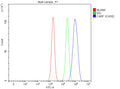 Flow Cytometry analysis of mouse NIH/3T3 cells using anti-Carf antibody. Overlay histogram showing NIH/3T3 cells stained with (Blue line). To facilitate intracellular staining, cells were fixed with 4% paraformaldehyde and permeabilized with permeabilization buffer. The cells were blocked with 10% normal goat serum. And then incubated with rabbit anti-Carf antibody (1 ug/million cells) for 30 min at 20oC.