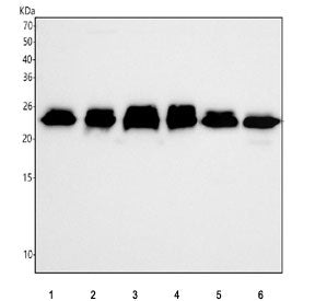 Western blot testing of 1) human 293T, 2) human HepG2, 3) human A549, 4) human RT4, 5) rat RH35 and 6) mouse HEPA1-6 cell lysate with RAB5C antibody. Predicted molecular weight ~23 kDa.