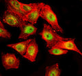 Immunofluorescent staining of SPOPL using anti-SPOPL antibody (green) and anti-Beta Tubulin antibody (red). SPOPL was detected in an immunocytochemical section of cells. Enzyme antigen retrieval was performed using IHC enzyme antigen retrieval reagent for 15 mins. The cells were blocked with 10% goat serum. And then incubated with 5 ug/ml rabbit anti-SPOPL antibody and mouse anti-Beta Tubulin antibody overnight at 4oC.