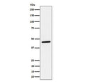 Western blot testing of human HeLa cell lysate with PLEKHA1 antibody. Predicted molecular weight ~46 kDa.