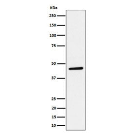 Western blot testing of human HeLa cell lysate with PLEKHA1 antibody. Predicted molecular weight ~46 kDa.