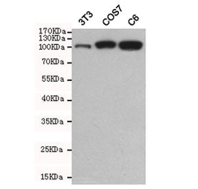 Western blot testing of mouse NIH3T3, monkey COS7 and rat C6 cell lysates using Hexokinase 2 antibody at 1:500. Predicted molecular weight ~102 kDa.