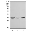 Western blot testing of 1) rat lung, 2) rat stomach and 3) mouse lung tissue lysate with MAPRE1 antibody. Predicted molecular weight ~30 kDa.