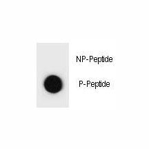 Dot blot analysis of phospho-TSC1 antibody. 50ng of phos-peptide or nonphos-peptide per dot were spotted.