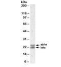 Western blot testing of human spleen lysate with Caveolin 1 antibody at 0.01ug/ml. Alpha and beta CAV1 differ by 30 amino acids at the N-terminus.