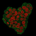 Immunofluorescent staining of paraformaldehyde-fixed human MCF7 cells with CD47 antibody (green, clone CD47/3019) and Reddot nuclear stain (red).
