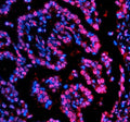 Immunofluorescent staining of NUPR1 using anti-NUPR1 antibody (red). NUPR1 was detected in a paraffin-embedded section of mouse pancreas tissue. Heat mediated antigen retrieval was performed in EDTA buffer (pH 8.0, epitope retrieval solution). The tissue section was blocked with 10% goat serum. The tissue section was then incubated with 5 ug/ml rabbit anti-NUPR1 antibody overnight at 4oC. Cy3 Conjugated Goat Anti-Rabbit IgG was used as secondary antibody at 1:500 dilution and incubated for 30 min at 37oC.