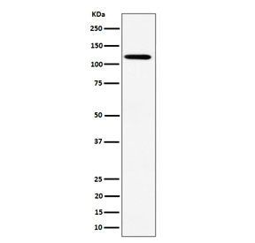 Western blot testing of human HeLa cell lysate with Kinesin 1 heavy chain antibody. Predicted molecular weight ~110 kDa.