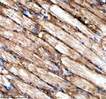 Immunohistochemical analysis of Stip1 protein using Zebrafish Stip1 antibody and paraffin-embedded zebrafish skeletal muscle tissue. HIER: boil tissue sections in pH8 EDTA for 20 min and allow to cool before testing.