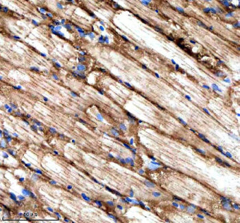 Immunohistochemical analysis of Stip1 protein using Zebrafish Stip1 antibody and paraffin-embedded zebrafish skeletal muscle tissue. HIER: boil tissue sections in pH8 EDTA for 20 min and allow to cool before testing.