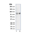 Western blot testing of human 1) MOLT-4 and 2) HEK293 cell lysate using XRCC5/Ku80 antibody (clone XRCC5/7315). Predicted molecular weight: 80-86 kDa.