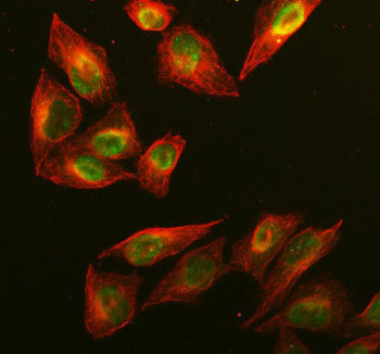 Immunofluorescent staining of RAD51AP1 using anti-RAD51AP1 antibody (green) and anti-Beta Tubulin antibody (red). RAD51AP1 was detected in immunocytochemical section of U2OS cell. Enzyme antigen retrieval was performed using IHC enzyme antigen retrieval reagent for 15 mins. The cells were blocked with 10% goat serum. And then incubated with 5 ug/ml rabbit anti-RAD51AP1 antibody and mouse anti-Beta Tubulin antibody overnight at 4oC.