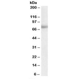 Western blot testing of human placenta lysate with MTA1 antibody at 0.03ug/ml. Predicted molecular weight: ~81 kDa.