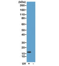 Western blot of acid extracts of HeLa cells treated or non-treated with UV, using recombinant Gamma H2AX antibody at 0.5 ug/ml, showed a band of Histone H2A.X phosphorylated at Serine 139 in HeLa cells.