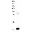 Western blot testing of rat pancreas with CCL2 antibody at 0.5ug/ml. Expected molecular weight ~11 kDa (precursor), ~9 kDa (mature).