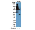 Western blot of nonreduced(-) and reduced(+) mouse IgG2b (20ng/lane), using 0.2ug/ml of the recombinant Mouse IgG2b antibody. This antibody reacts to nonreduced IgG2b (~150 kDa) much stronger than the reduced form (~50 kDa).