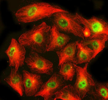 Immunofluorescent staining of CHP1 using anti-CHP1 antibody (green) and anti-Beta Tubulin antibody (red). CHP1 was detected in an immunocytochemical section of human A549 cells. Enzyme antigen retrieval was performed using IHC enzyme antigen retrieval reagent for 15 mins. The cells were blocked with 10% goat serum. And then incubated with 5 ug/ml rabbit anti-CHP1 antibody and mouse anti-Beta Tubulin antibody overnight at 4oC.