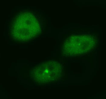 Immunofluorescent staining of HASPIN using anti-HASPIN antibody (green). HASPIN was detected in an immunocytochemical section of cells. Enzyme antigen retrieval was performed using IHC enzyme antigen retrieval reagent for 15 mins. The cells were blocked with 10% goat serum. And then incubated with 5 ug/ml rabbit anti-HASPIN antibody overnight at 4oC. DyLight 488 Conjugated Goat Anti-Rabbit IgG was used as secondary antibody at 1:500 dilution and incubated for 30 min at 37oC.