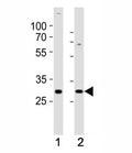 Western blot analysis of lysate from (1) SH-SY5Y and (2) MCF-7 cell line using HES1 antibody at 1:1000. Predicted molecular weight: 30-35 kDa.